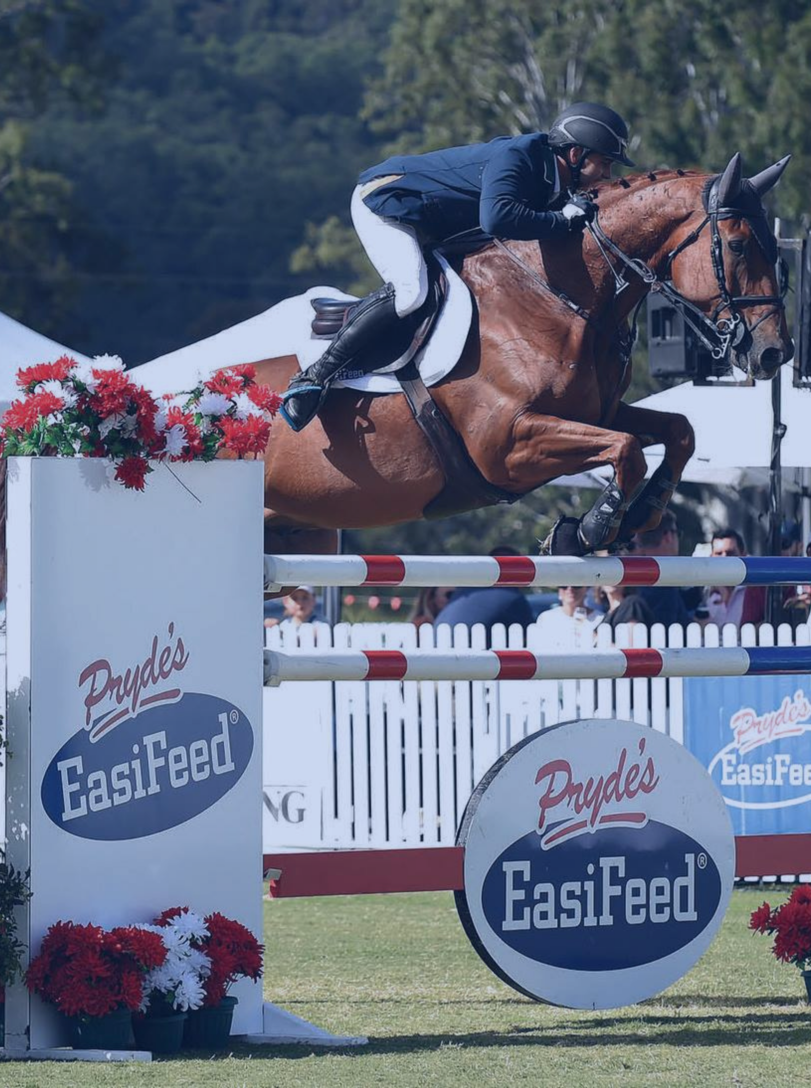 equestrian industry and horse records