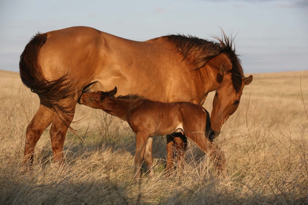 mare and foal representing breeding and identity