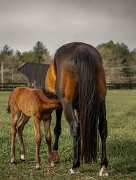 horse breeding and bloodlines